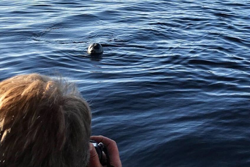 Young curious seal watching us 