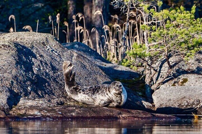Seal waiving at us hi