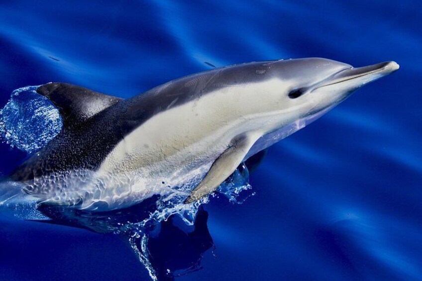 Common Dolphin - Dolphin Adventure Gibraltar - The Yellow Boat