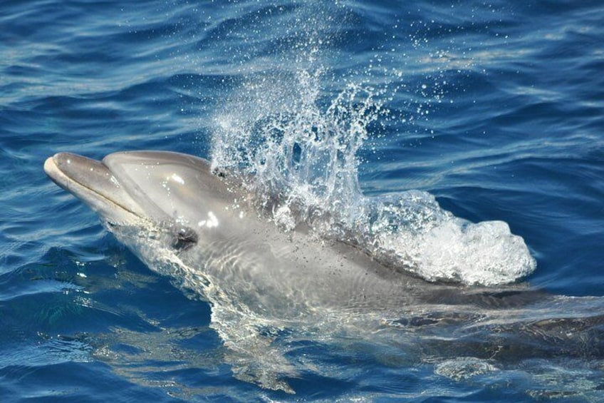 Bottlenose Dolphin - Dolphin Adventure Gibraltar - The Yellow Boat