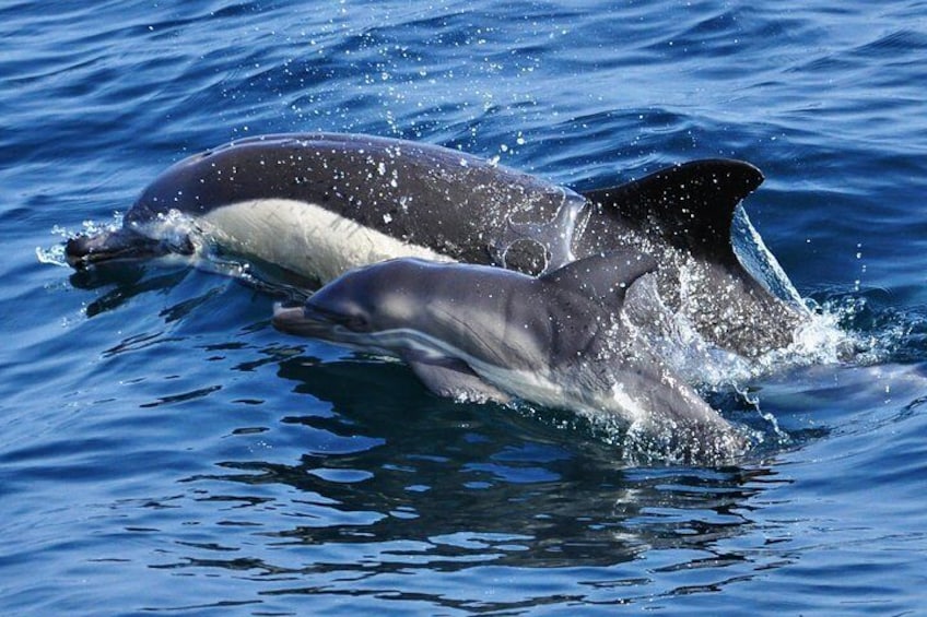 Common Dolphin - Dolphin Adventure Gibraltar - The Yellow Boat