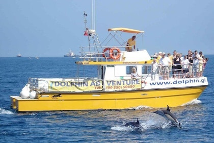 Excursie dolfijnen spotten in Gibraltar