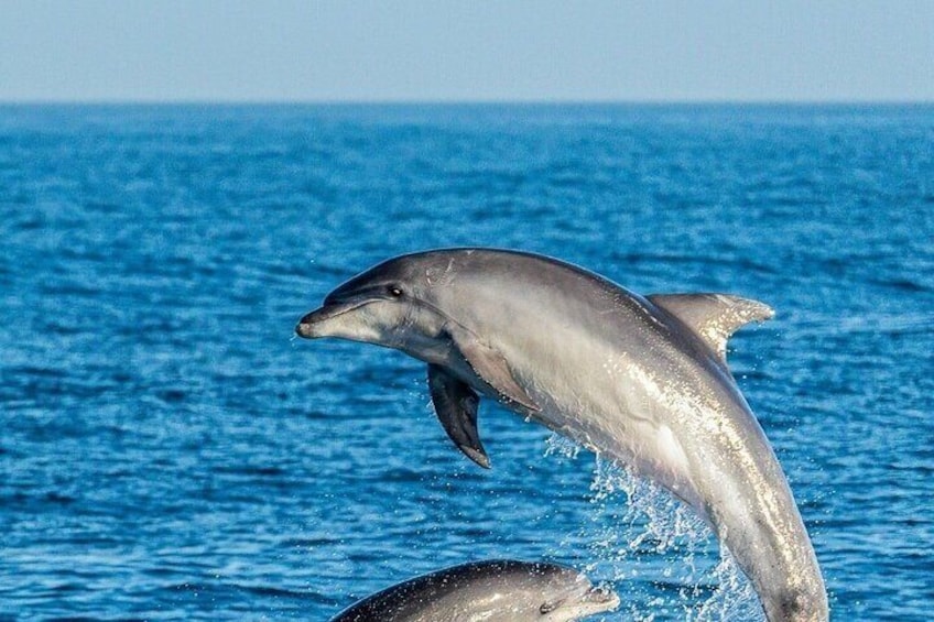 Dolphin Watching Excursion in Gibraltar