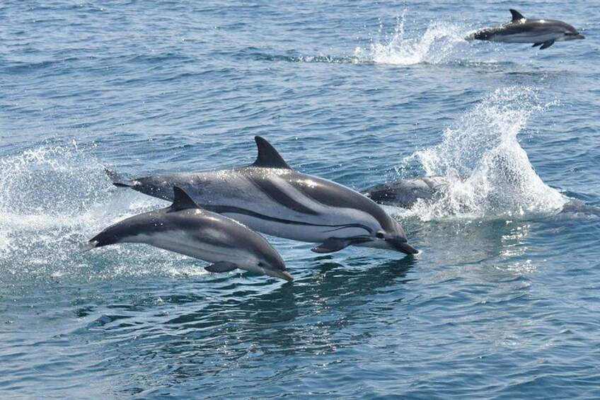 Striped Dolphin - Dolphin Adventure Gibraltar - The Yellow Boat