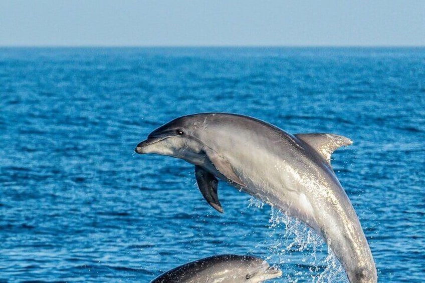 Bottlenose Dolphins