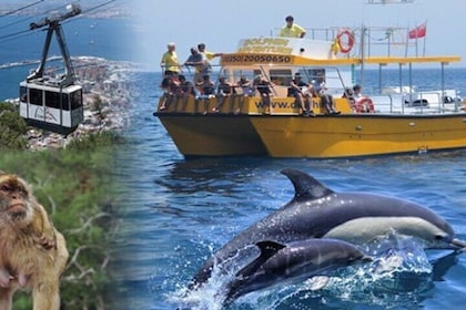 Excursie dolfijnen spotten in Gibraltar met optioneel kaartje voor kabelbaa...