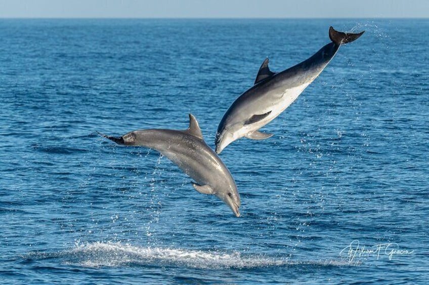 Beautiful Bottlenose