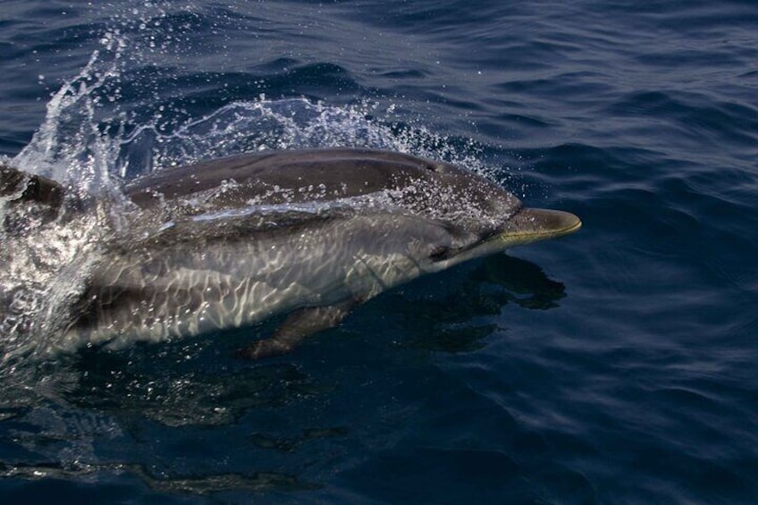 Dolphin Watching in Gibraltar & Fast Track Priority Cable Car 