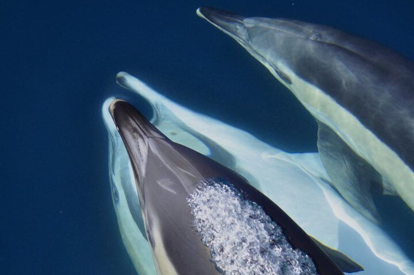 Common dolphin wild & free by Dolphin Adventure Gibraltar - The Yellow Boat