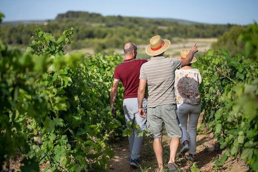in the vineyards
