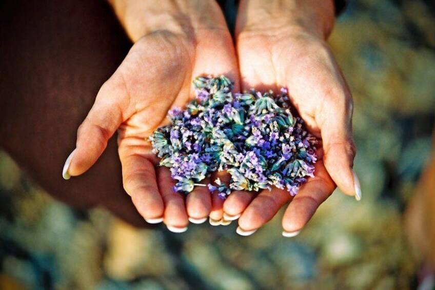 Lavender