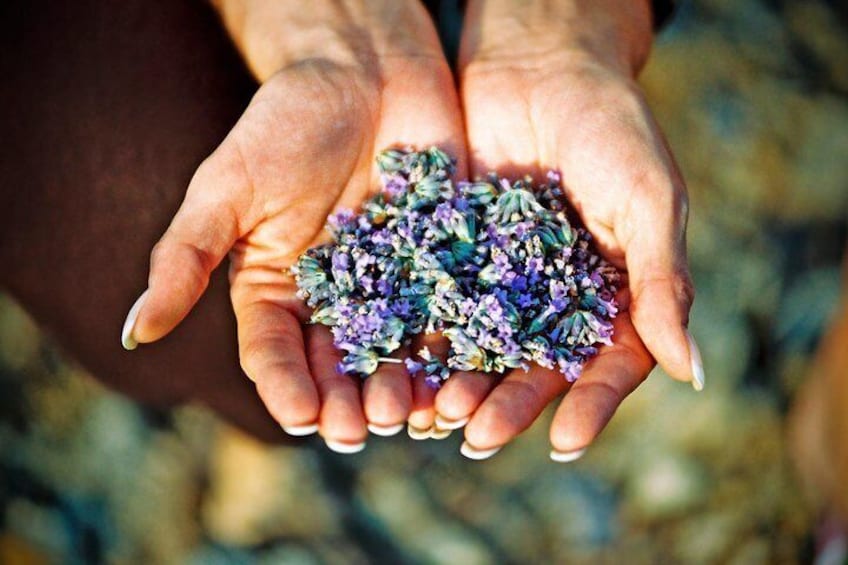 Lavender