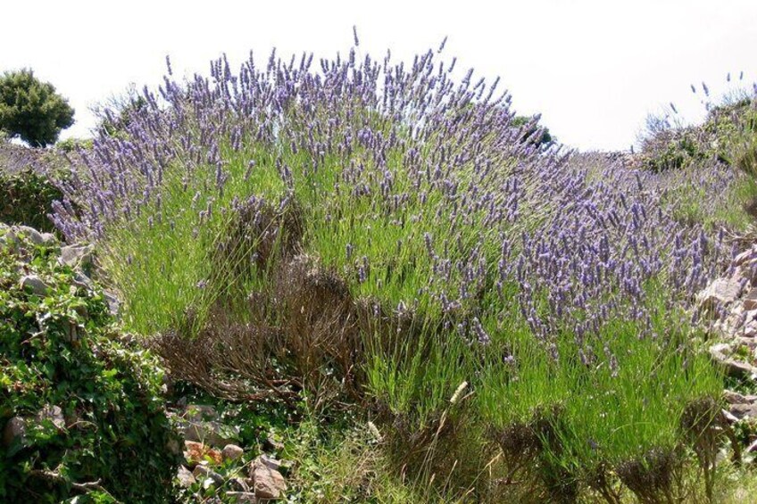 Lavender
