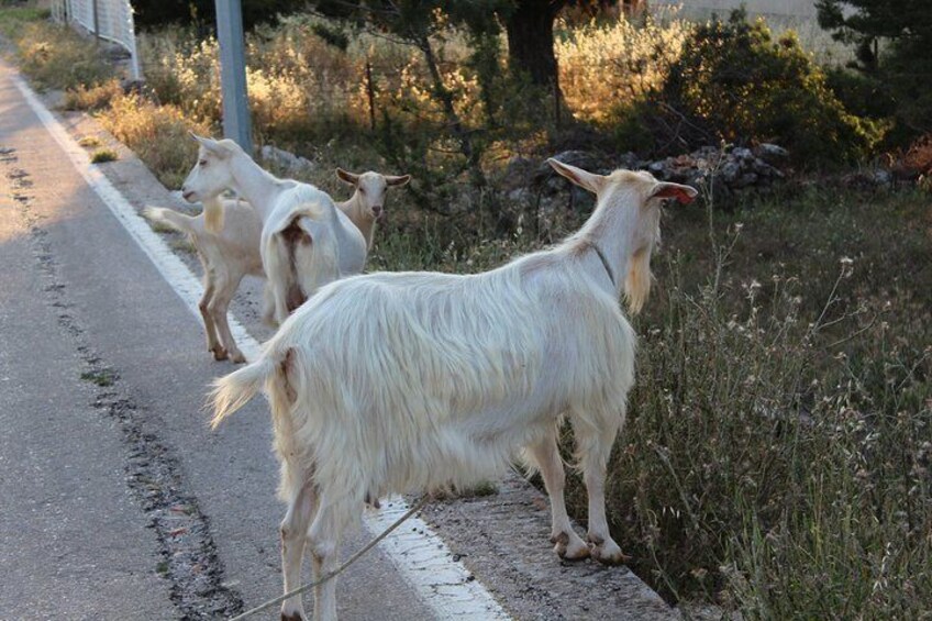 Goats on main road