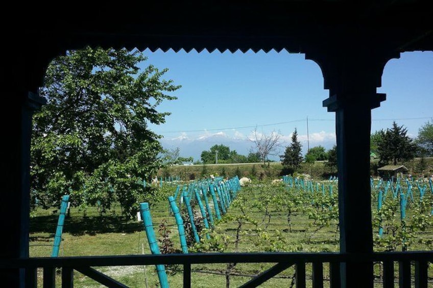 Private Wine Tour to Kakheti from Tbilisi