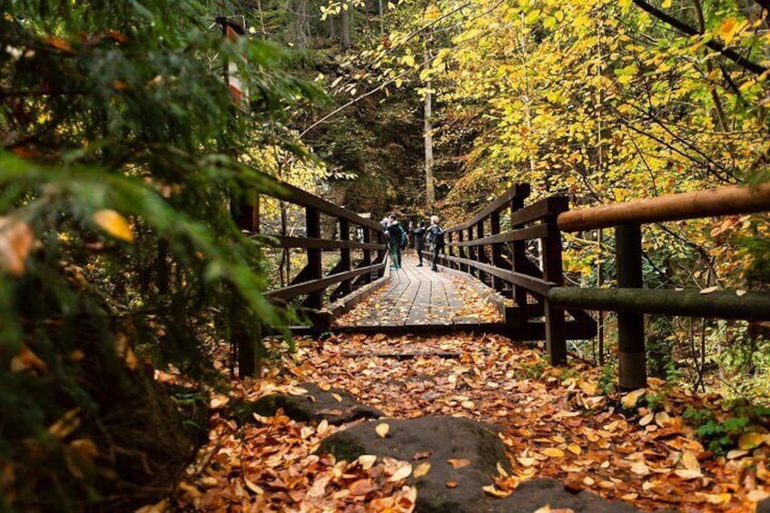 Autumn leaves cover the ground of Bohemian Switzerland National Park.