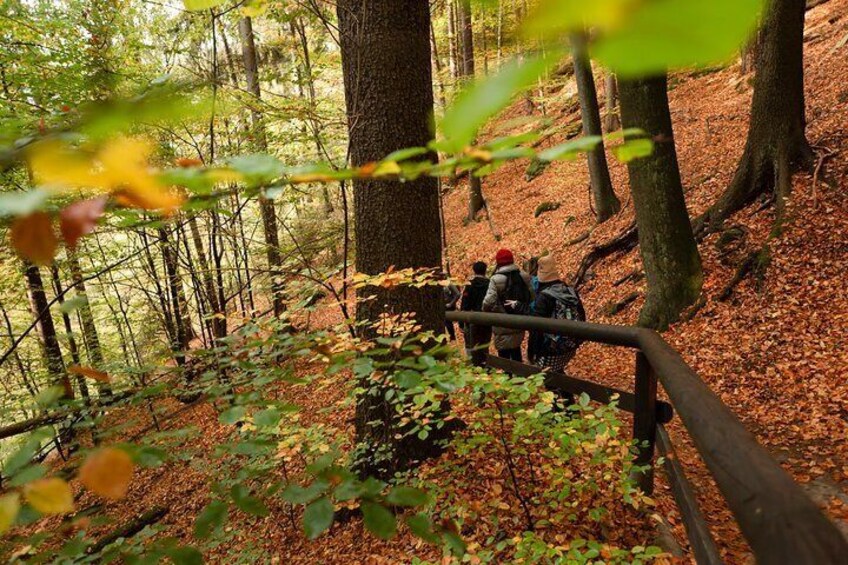 Travelers walk through the forests of Bohemian Switzerland National Park to the Gorges of Kamenice.