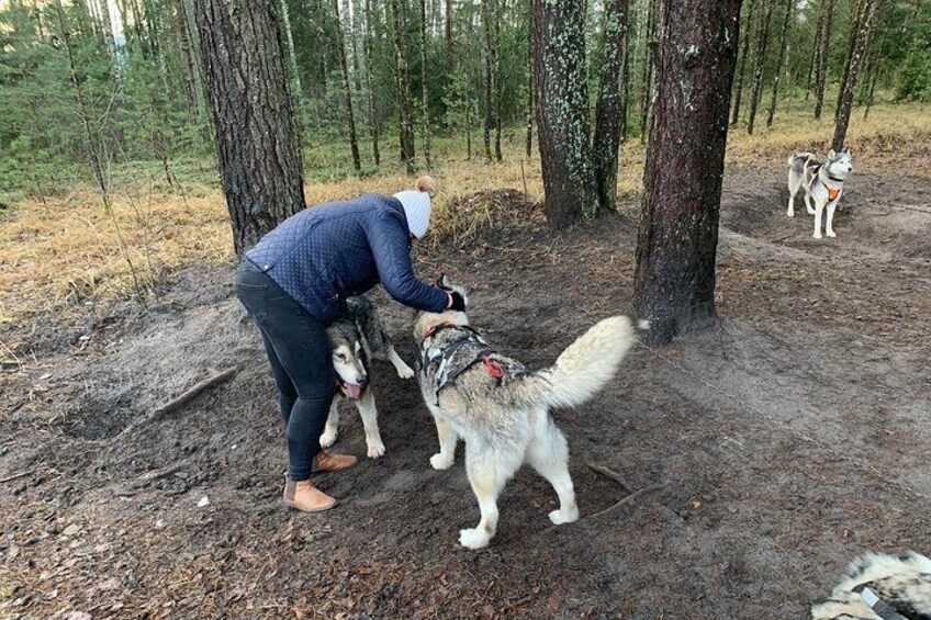 Cuddling friendly Huskies