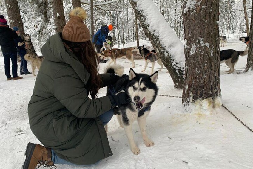 Husky dog sled/bike kart ride experience in Latvia - 4h public tour from Riga