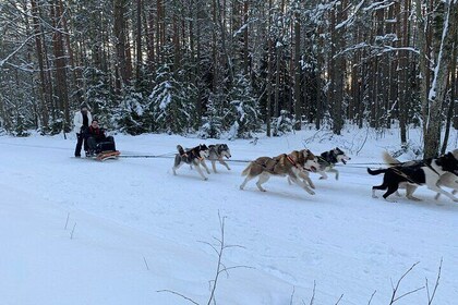 Husky dog sleigh/bike kart ride in Latvia ~ 3h group tour from Riga