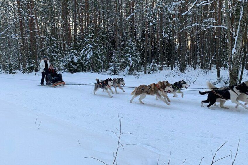 Husky dog sled/bike kart ride in Latvia ~ 3h group tour from Riga