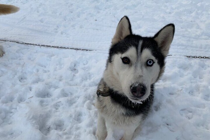 Ultimate Husky dog sledding experience in Latvia - Private tour from Riga