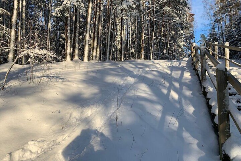 Ultimate Husky dog sledding experience in Latvia - Private tour from Riga