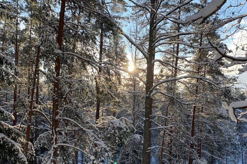 Ultimate Husky dog sledding experience in Latvia - Private tour from Riga