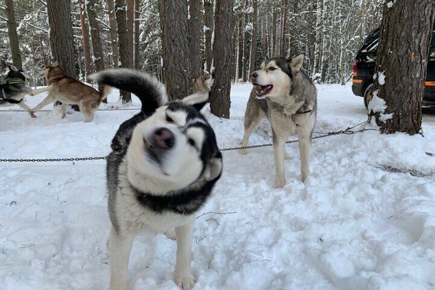 Ultimate Husky dog sledding experience in Latvia - Private tour from Riga