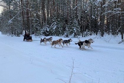 Ultimate Husky dog sledding experience in Latvia - Private tour from Riga