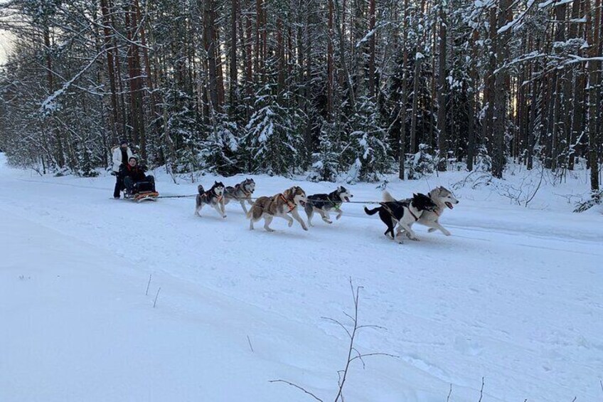 Ultimate Husky dog sledding experience in Latvia - Private tour from Riga