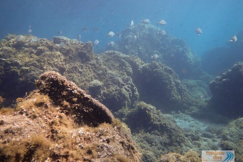 SSI Open Water, South Tenerife