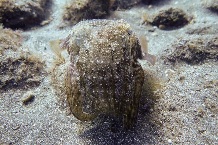 Padi Open Water, South Tenerife