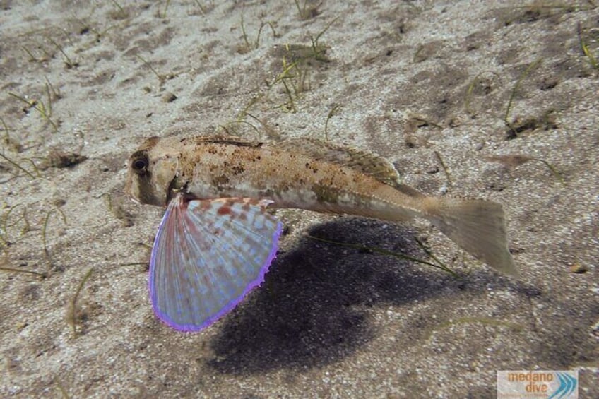 Padi Open Water, South Tenerife