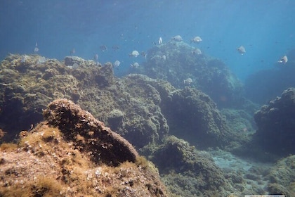 Snorkeling Excursion In South Tenerife - 3,5 Hours