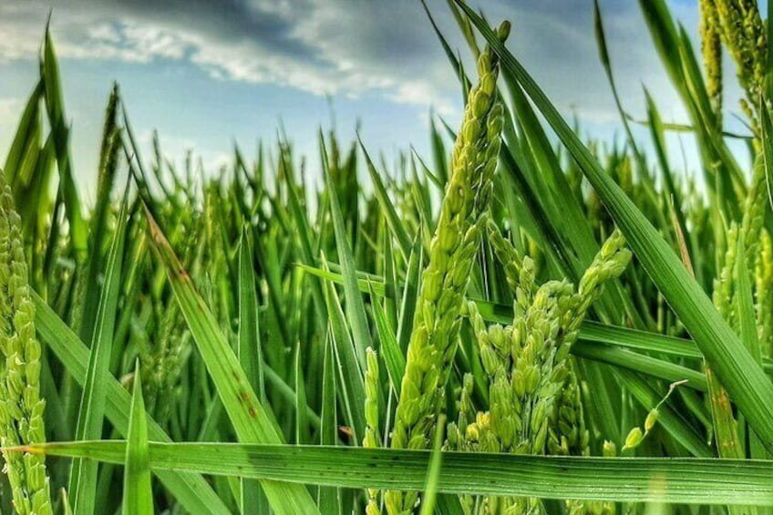 Albufera Natural Park Tour with Boat Ride from Valencia