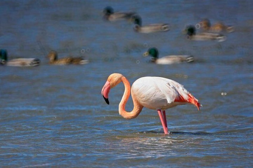 Excursion to Albufera Natural Park