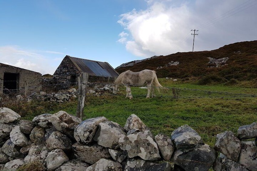 Connemara Native