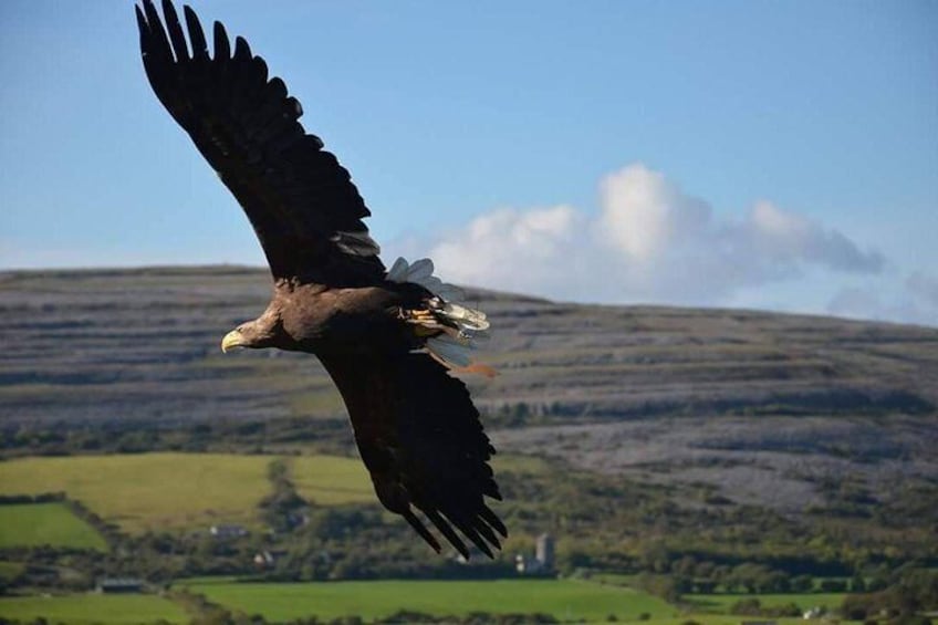 Eagle over the Burren