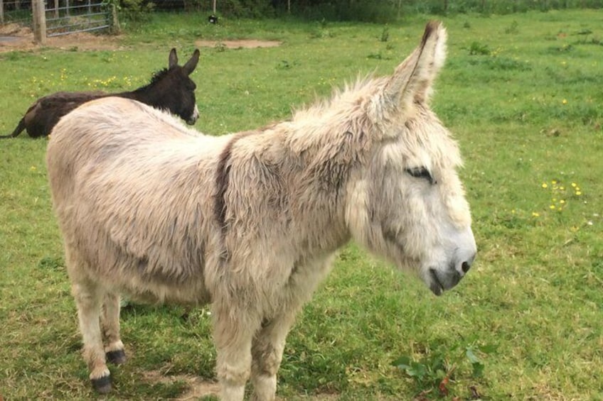 Burren donkeys 