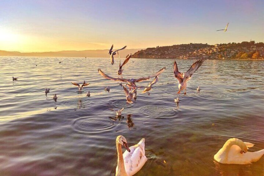 Swans and gals in Ohrid Lake