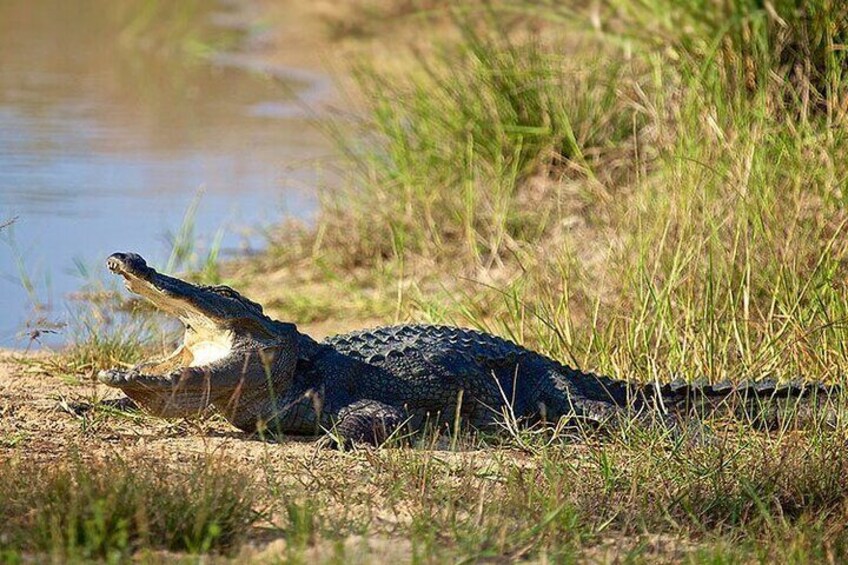 Wilpattu National Park Leopard safari from Colombo/Negambo