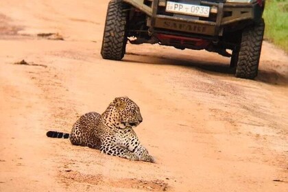 Wilpattu National Park Leopard safari from Colombo/Negambo