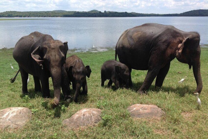 Minneriya national park safari