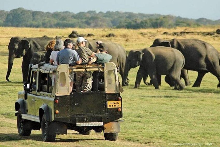 Minneriya safari 