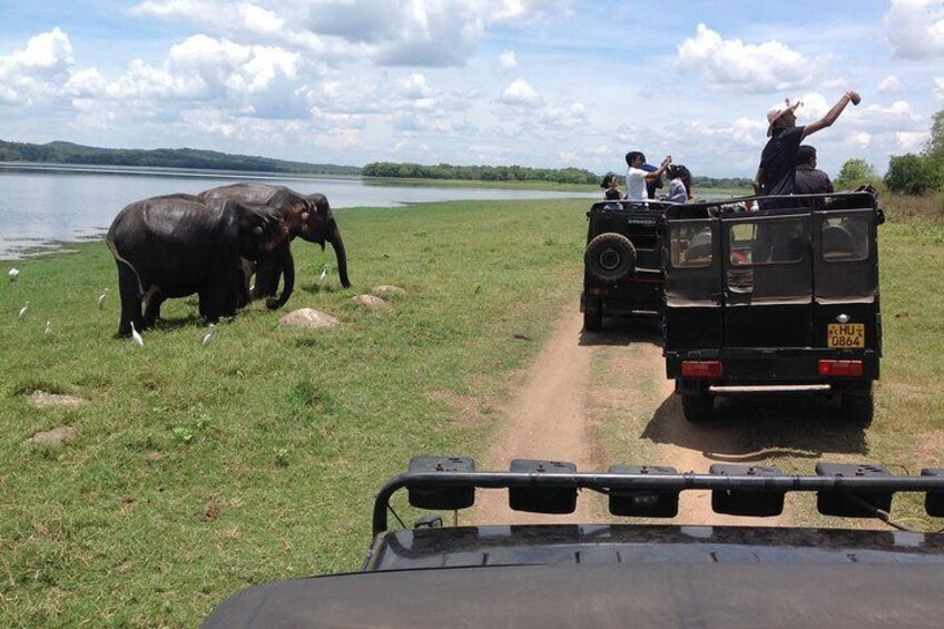 Day Excursion from kandy to Sigiriya, Pidurangala Rock & National park safari