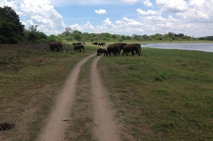 Day Tour from Colombo to Sigiriya, Pidurangala Rock & National park safari