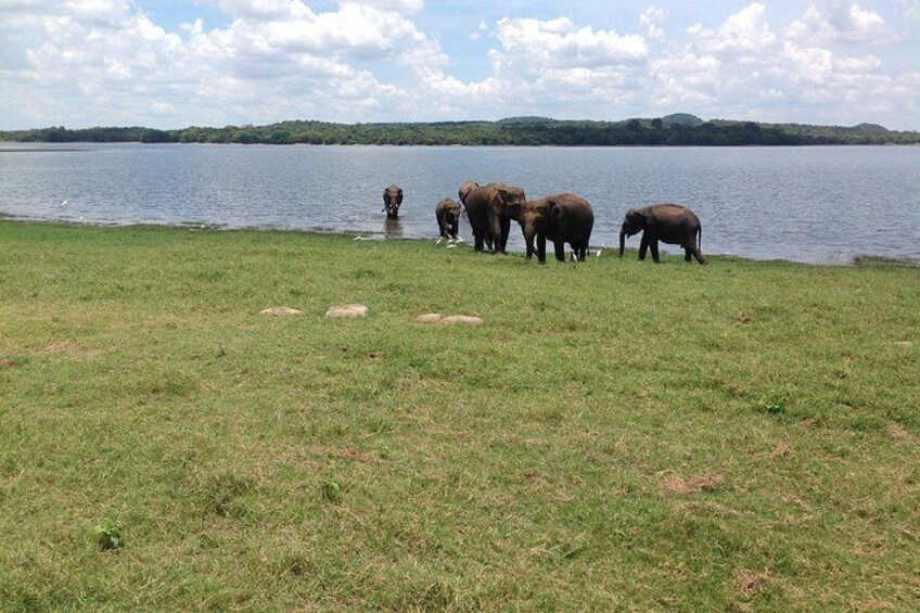 Day Tour from Colombo to Sigiriya, Pidurangala Rock & National park safari