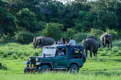 Day Tour from Colombo to Sigiriya, Pidurangala Rock & National park safari