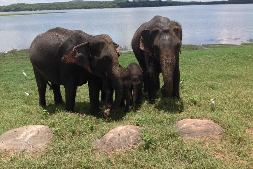 Minneriya national park safari 